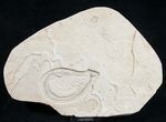 Rhynchodercetis “Needle Fish” Fossil #9846-3